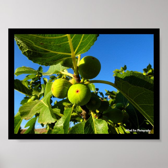 Weiße Feigen Blauer Himmel Poster (Vorne)