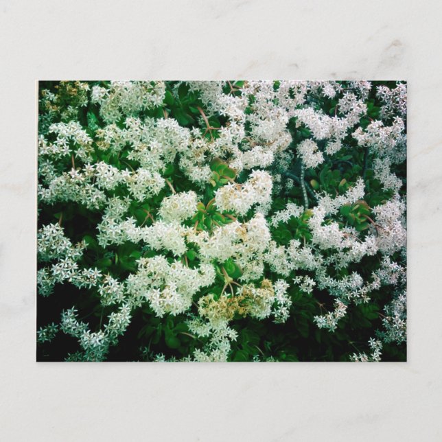 Weiße Flora Postkarte (Vorderseite)