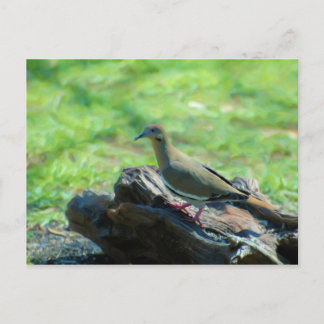 Weiße Flügeltaube Postkarte