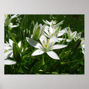 weiße Frühlingsblumen Poster