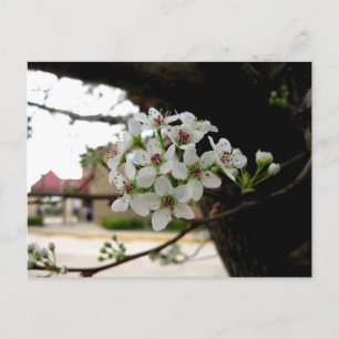 Weiße Frühlingsblüten Makrofotografie Postkarte