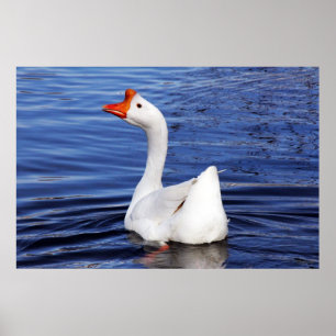 weiße Gans schwimmt auf blauem Wasser Foto Poster