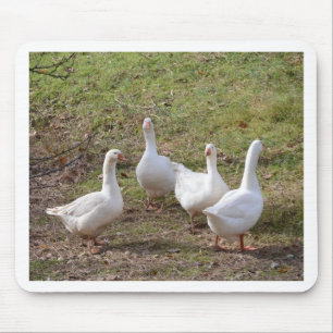 Weiße Gänse Mousepad