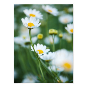 Weiße Gänseblümchen auf einem Gebiet - Fotodruck