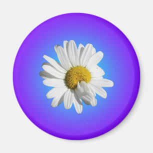 Weiße Gänseblümchen-Blumen-Blume Lila Blau Verlauf Magnet
