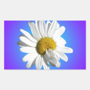 Weiße Gänseblümchen-Blumen Florale lila blaue Abst Rechteckiger Aufkleber