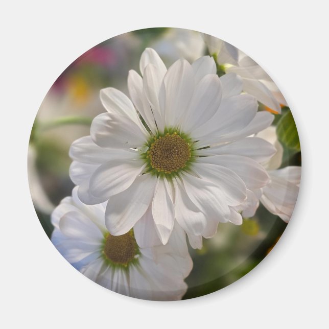 Weiße Gänseblümchen-Magnet Magnet (Vorne)