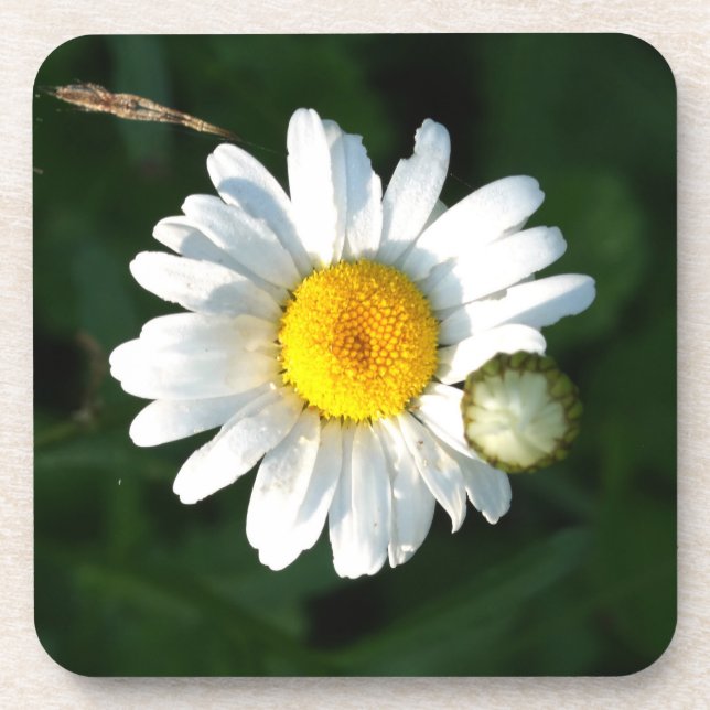 Weiße Gänseblümchen Untersetzer (Vorderseite)