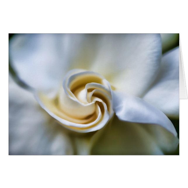 Weiße Gardenia-Illustration (Vorderseite (Horizontal))