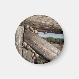 Weiße Gartenschnecken (Theba pisana) im Estivation Magnet