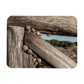 Weiße Gartenschnecken (Theba pisana) in Sommerruhe Magnet