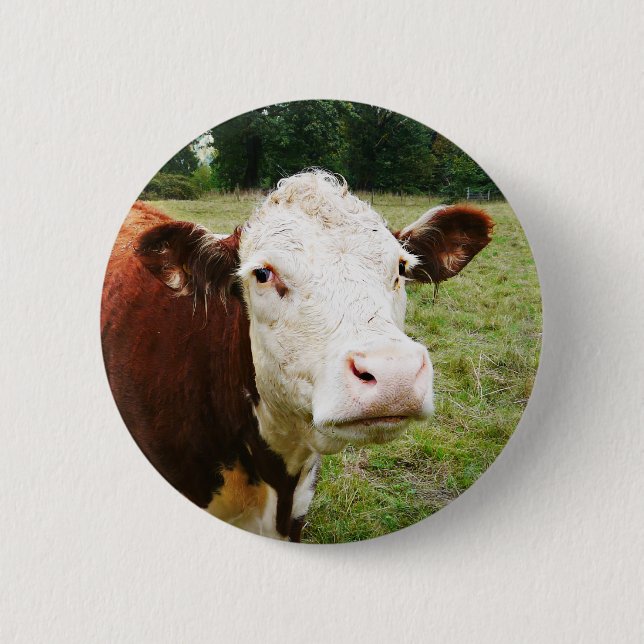 Weiße gegenübergestellte Rindfleisch-Kuh Button (Vorderseite)
