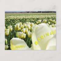 Weiße gelbe Tulips Frohes Frühjahr Postkarte