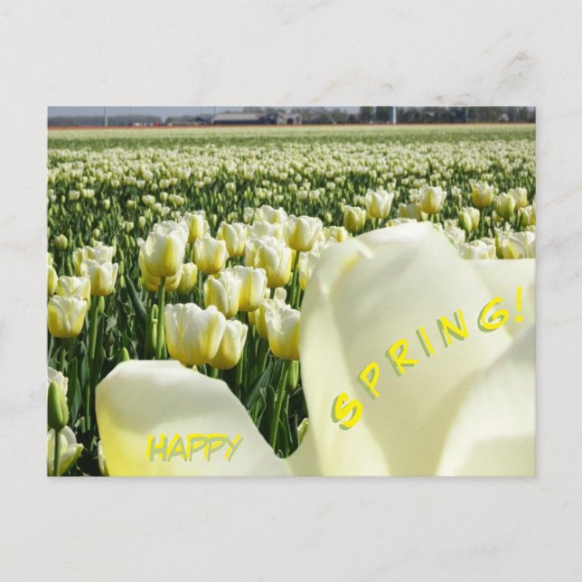 Weiße gelbe Tulips Frohes Frühjahr Postkarte (Vorderseite)