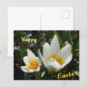 Weiße Gelbe Tulips Happy Oster Postkarte