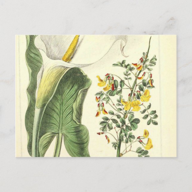 Weiße Gelbe Wilde Blume Vintag Botanische Schrift Postkarte (Vorderseite)