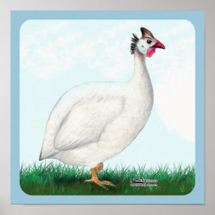 Weiße Guinea Poster