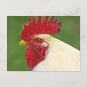 Weiße Hähne mit rotem Kamm Postkarte