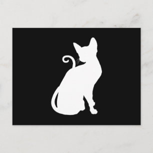 Weiße Hauskatze Postkarte