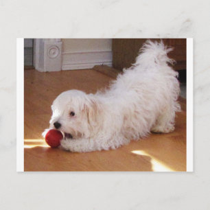 Weiße Havanese Welpe spielen mit Red Ball Postkarte