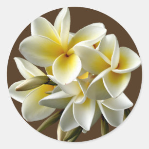Weiße hawaiianische Plumeria-Blumenkleber Runder Aufkleber
