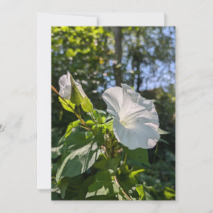 Weiße Hecken-Winde-Wildblume im sonnendurchflutete Einladung