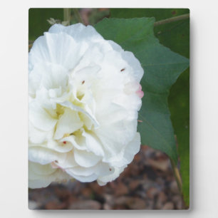 weiße Hibiscus mutabilis Blume Fotoplatte