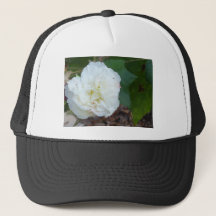 weiße Hibiscus mutabilis Blume