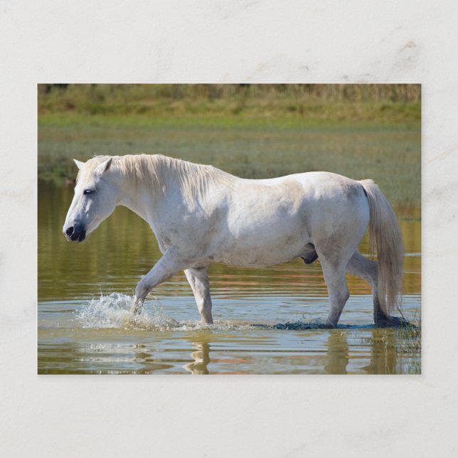 WEISSE HORSE POSTKARTE (Vorderseite)