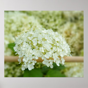 Weiße Hortensie Poster