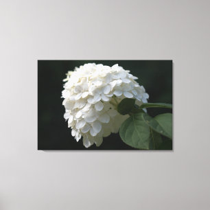 Weiße Hortensienblüten auf Leinwand