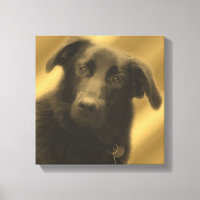 Weiße Hunde Augen Tier