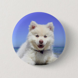 Weiße Husky-Welpe mit blauen Augen Button