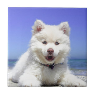 Weiße Husky-Welpe mit blauen Augen Fliese