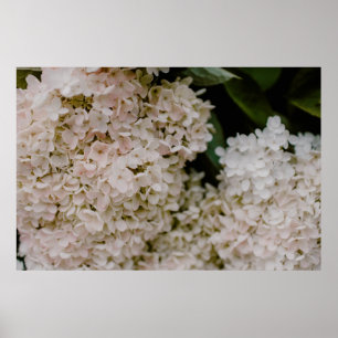 WEISSE HYDRANGEE IM BLOOM POSTER