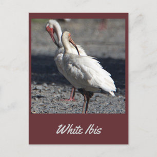 Weiße Ibis-Postkarte Postkarte