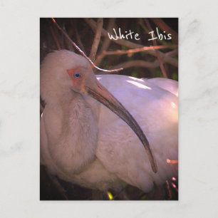 Weiße Ibis-Vogel-Foto-Postkarte Postkarte