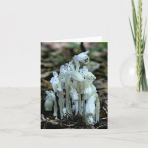 Weiße Indian Pipe Wildblumen Natur