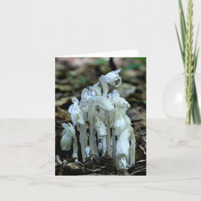 Weiße Indian Pipe Wildblumen Natur  (Vorderseite)