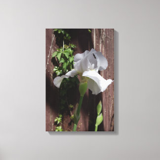 Weiße Iris Designer Druck Leinwanddruck