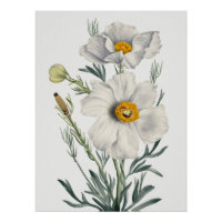 Weiße Kalifornische Baum-Mohnblumen Botanisch