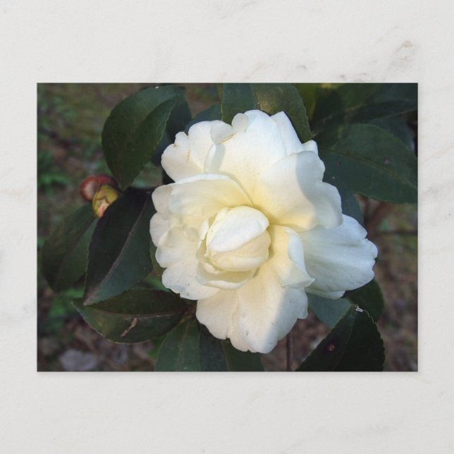 weiße Kamelienblüte Postkarte (Vorderseite)