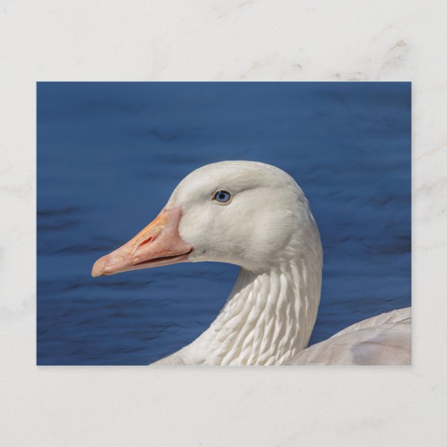 Weiße kanadische Gänse Postkarte (Vorderseite)