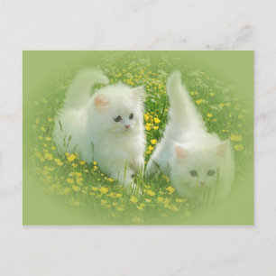 weiße Kätzchen und grüne Blume Postkarte