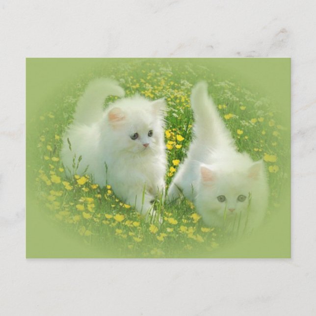 weiße Kätzchen und grüne Blume Postkarte (Vorderseite)