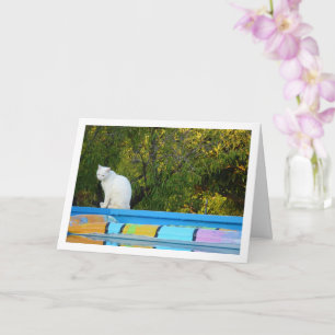 Weiße Katze am Pool Karte