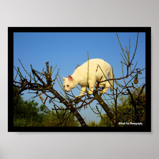 Weiße Katze auf Mandelbaum Poster (Vorne)