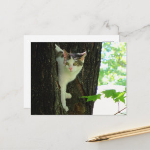 Weiße Katze in Bäumen Postkarte