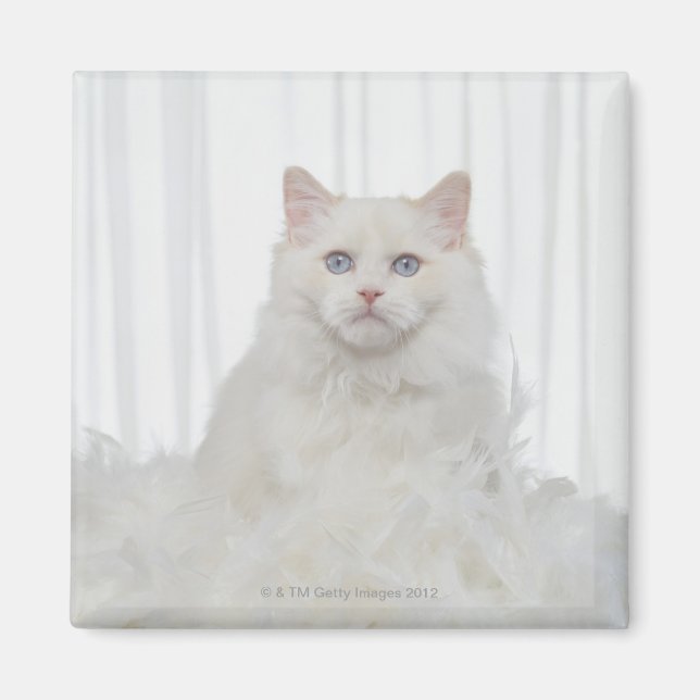 Weiße Katze mit Federn Magnet (Vorne)
