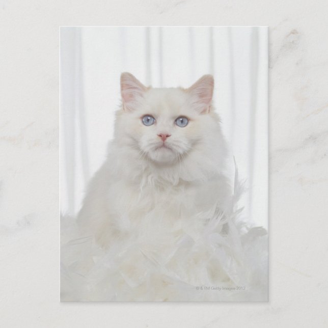 Weiße Katze mit Federn Postkarte (Vorderseite)